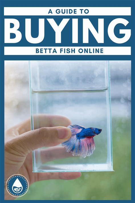 Top 10 Best Place to Buy Betta Fish Online .